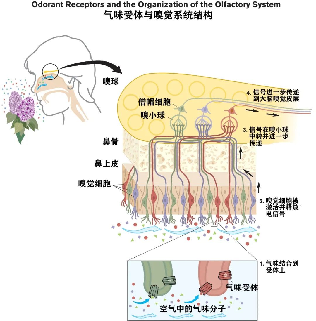 精油的六大使用方式『吸嗅』 | BioLuminar予愛之泉